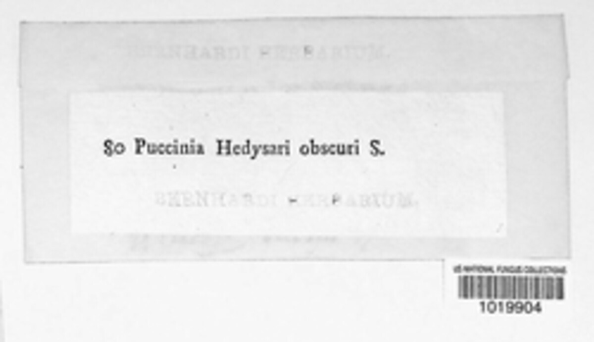 Puccinia hedysari-obscuri image